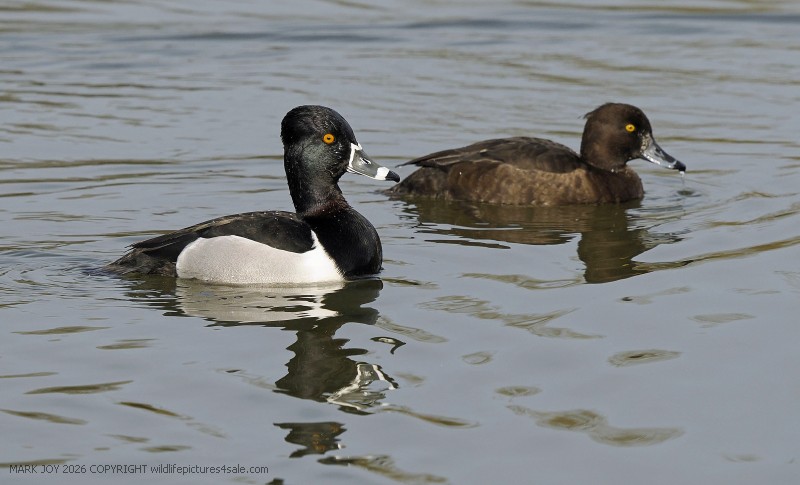 Ring-necked Duck