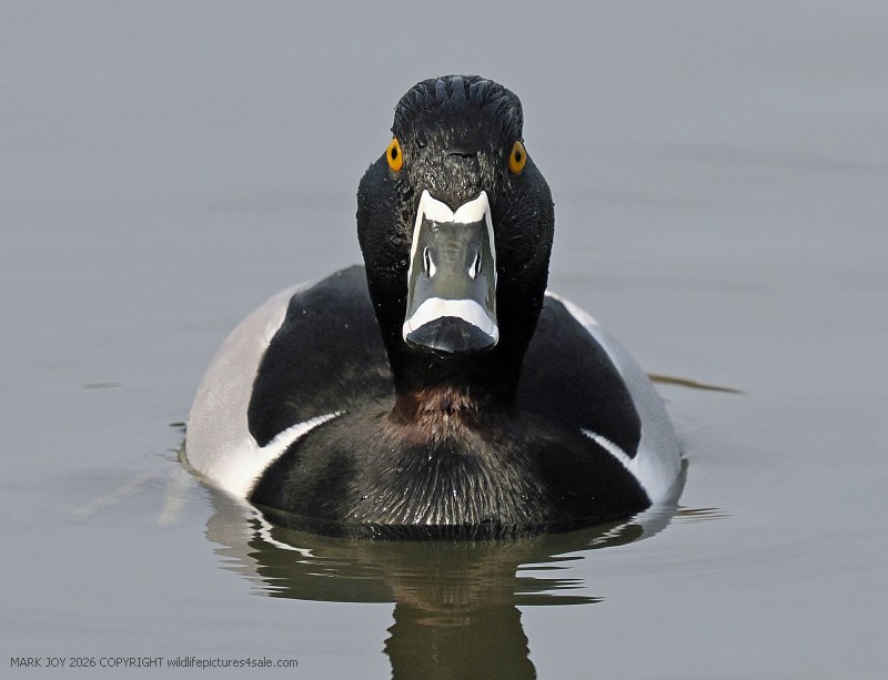 Ring-necked Duck