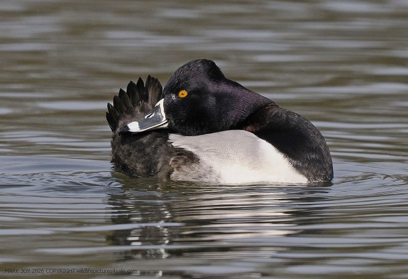 Ring-necked Duck