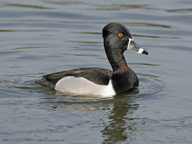 Ring-necked Duck