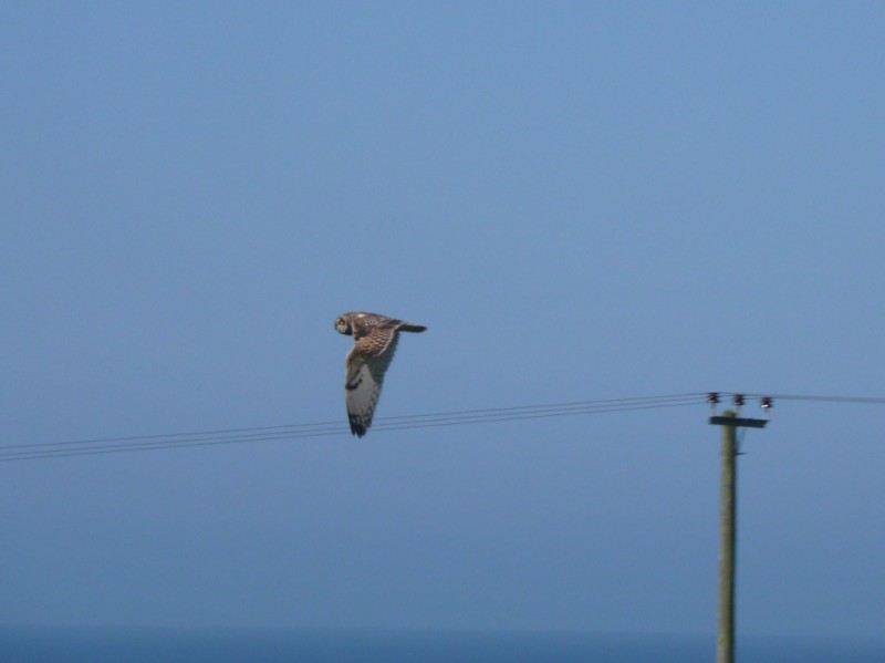 Short-eared Owl