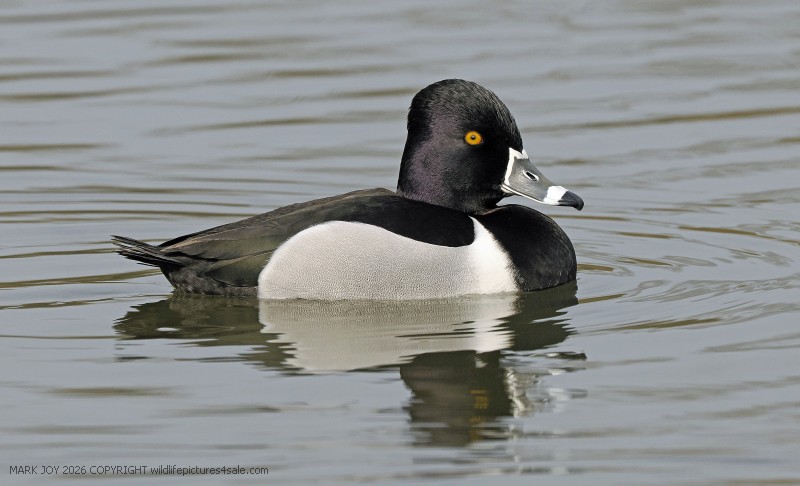 Ring-necked Duck
