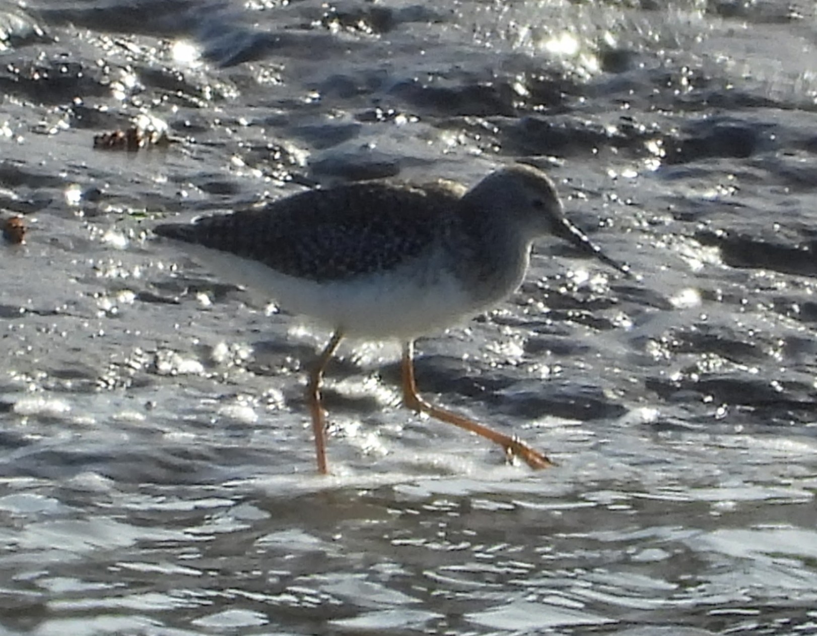 Lesser Yellowlegs