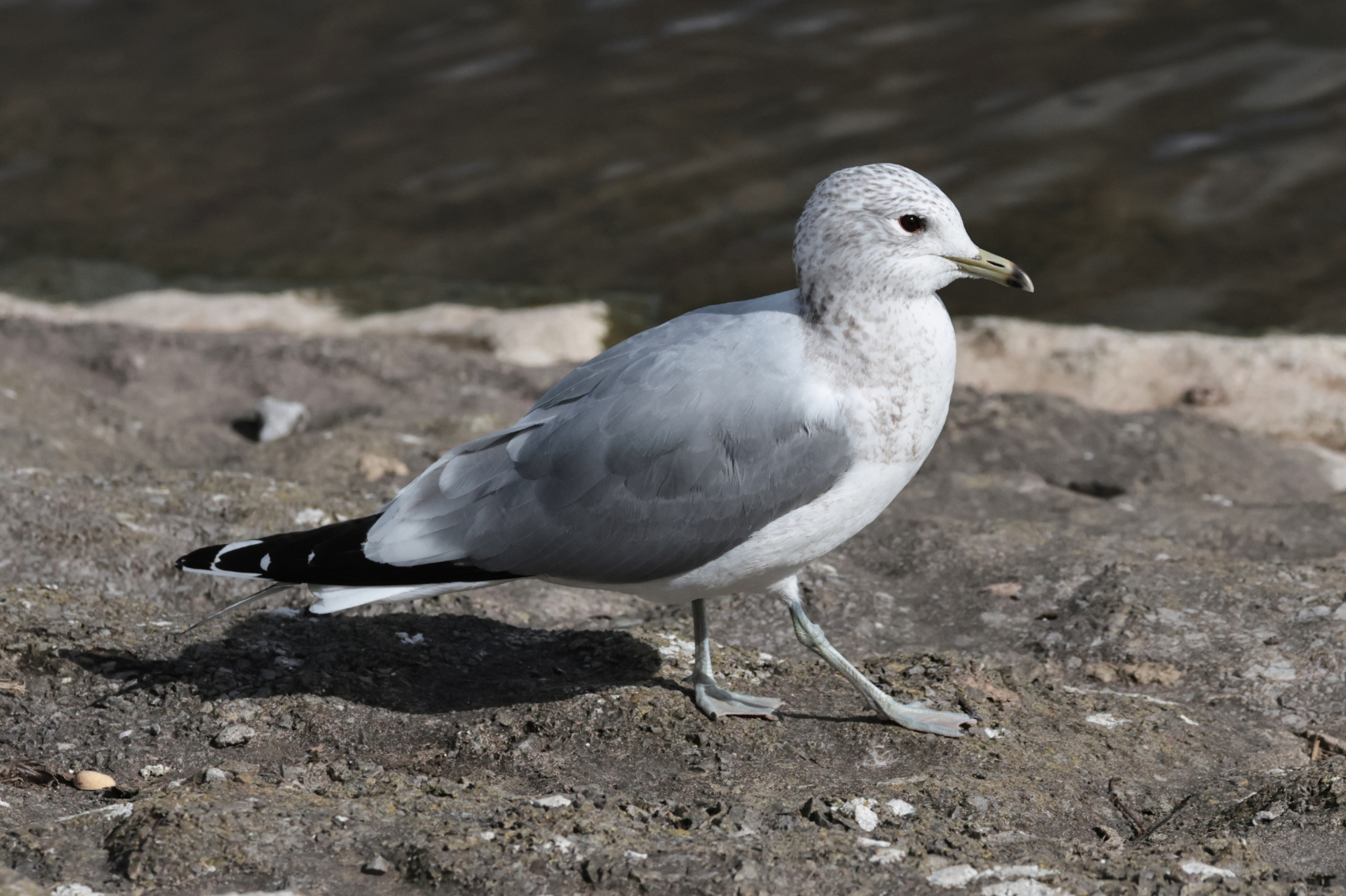 Common Gull