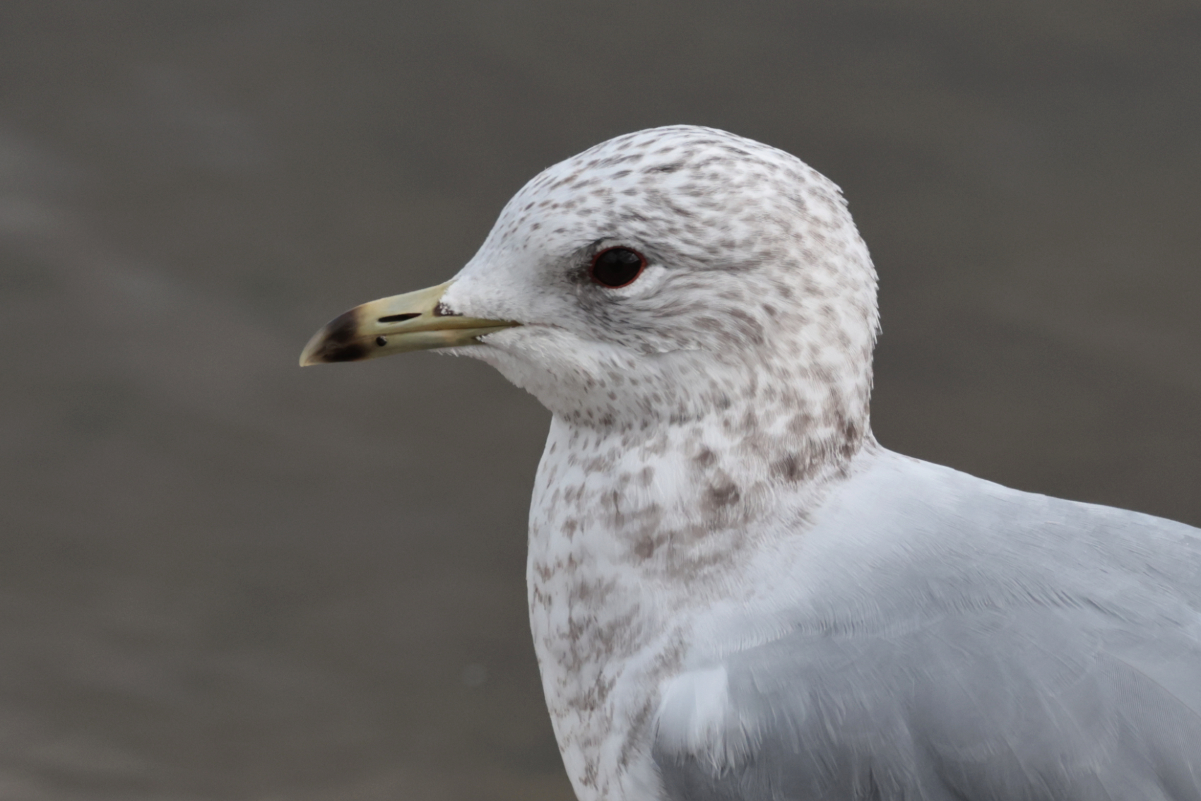 Common Gull