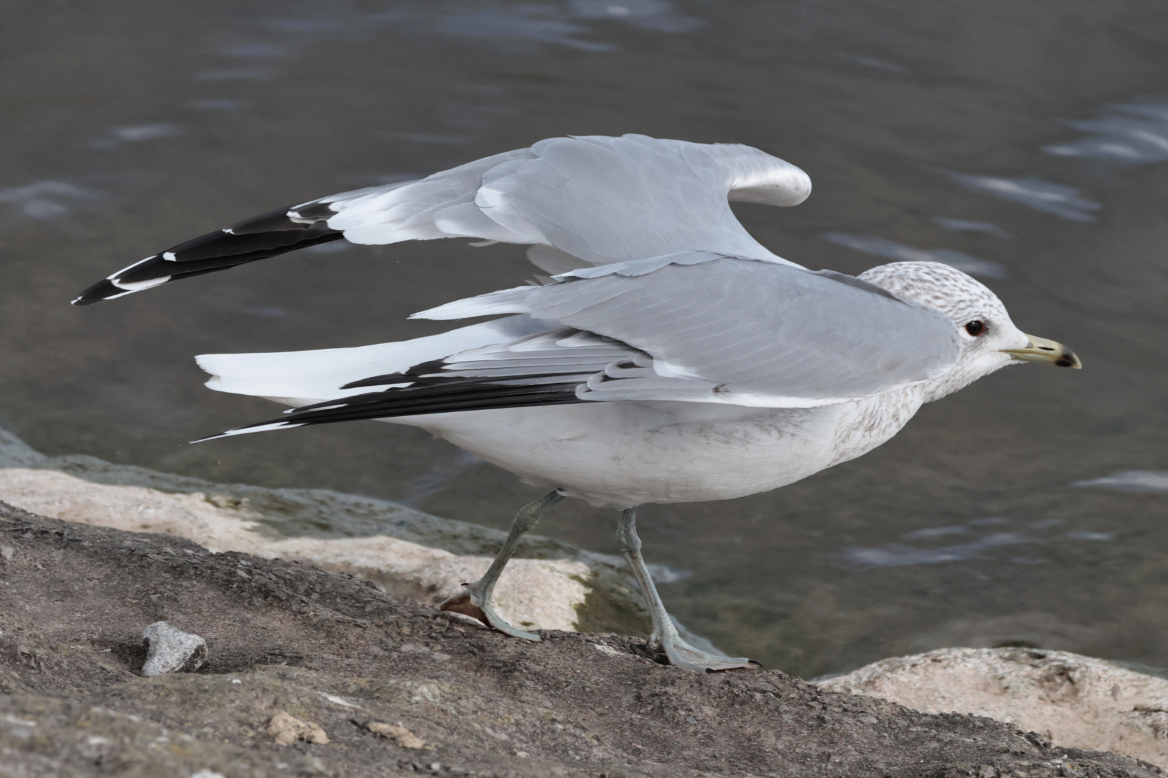 Common Gull