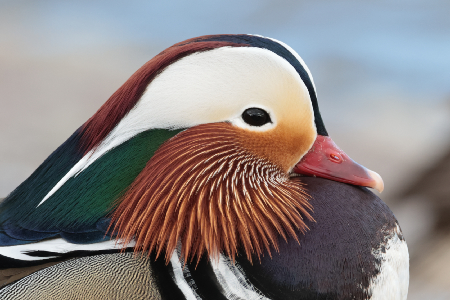 Mandarin Duck