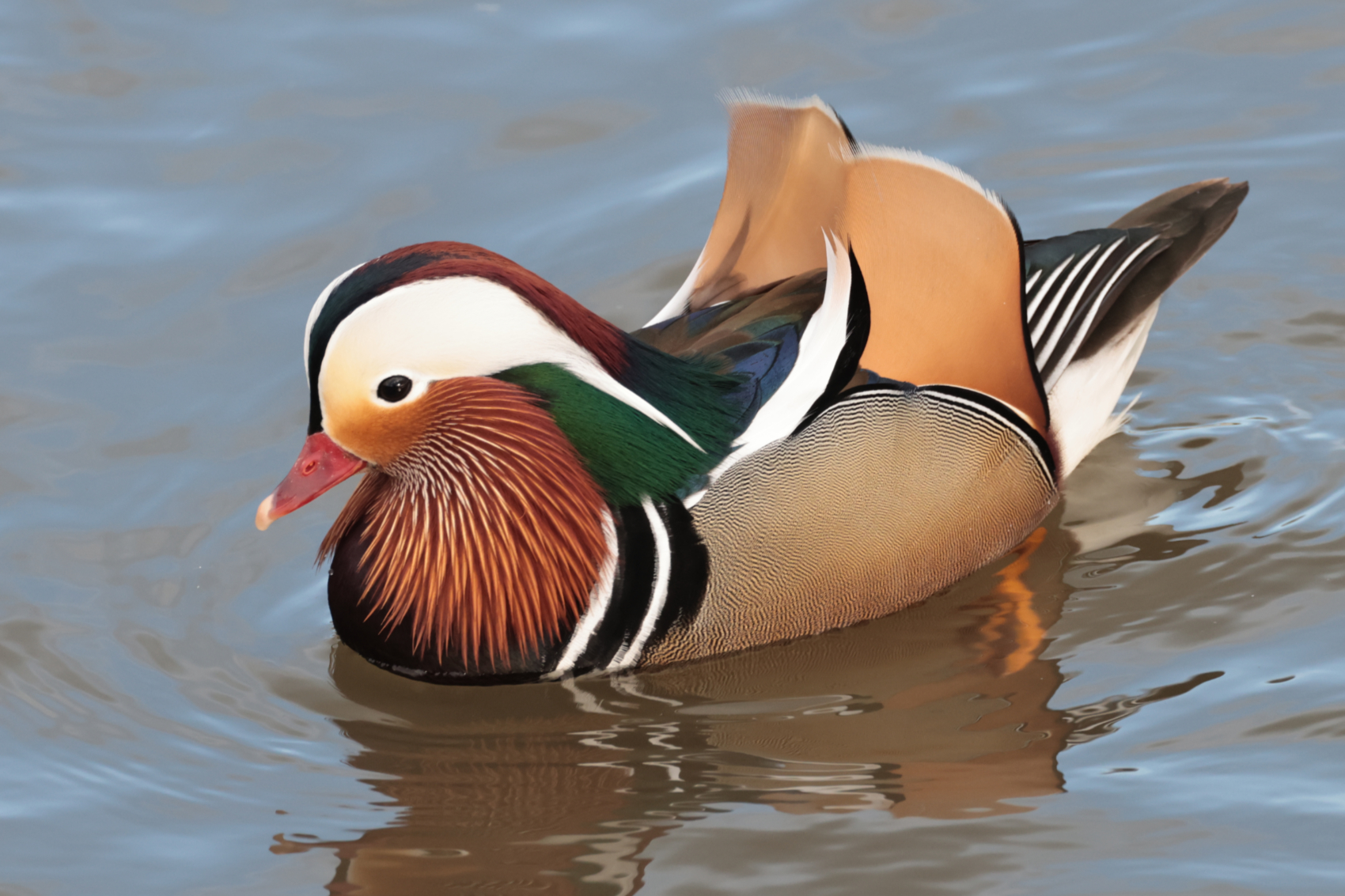 Mandarin Duck