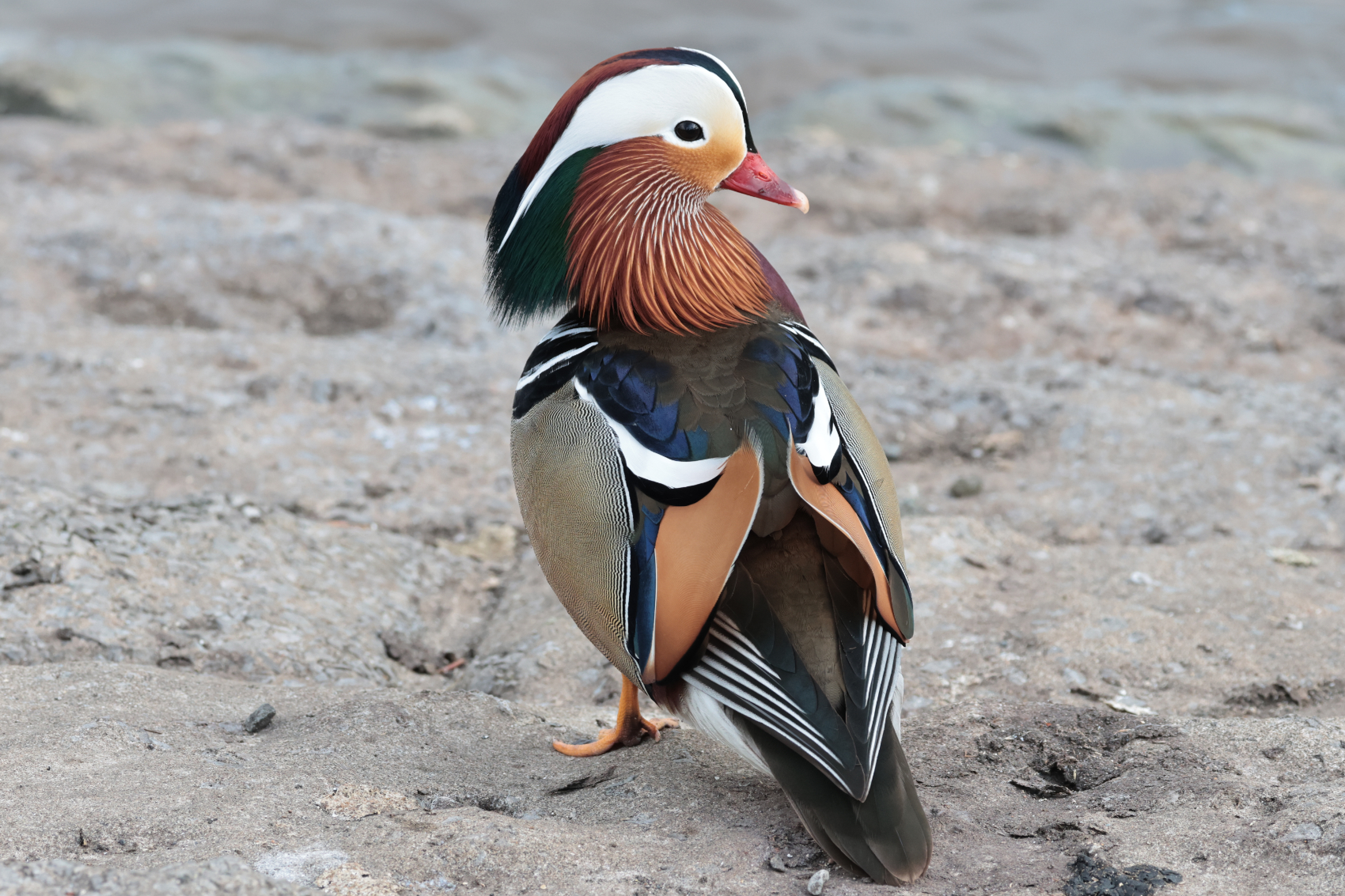 Mandarin Duck