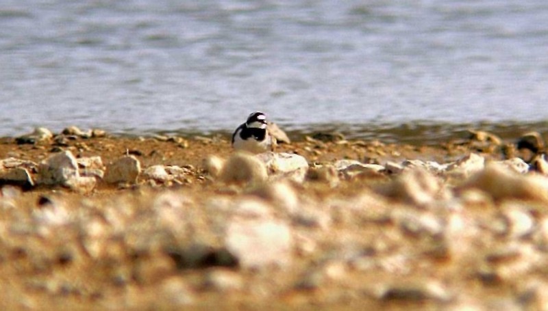 Little Ringed Plover