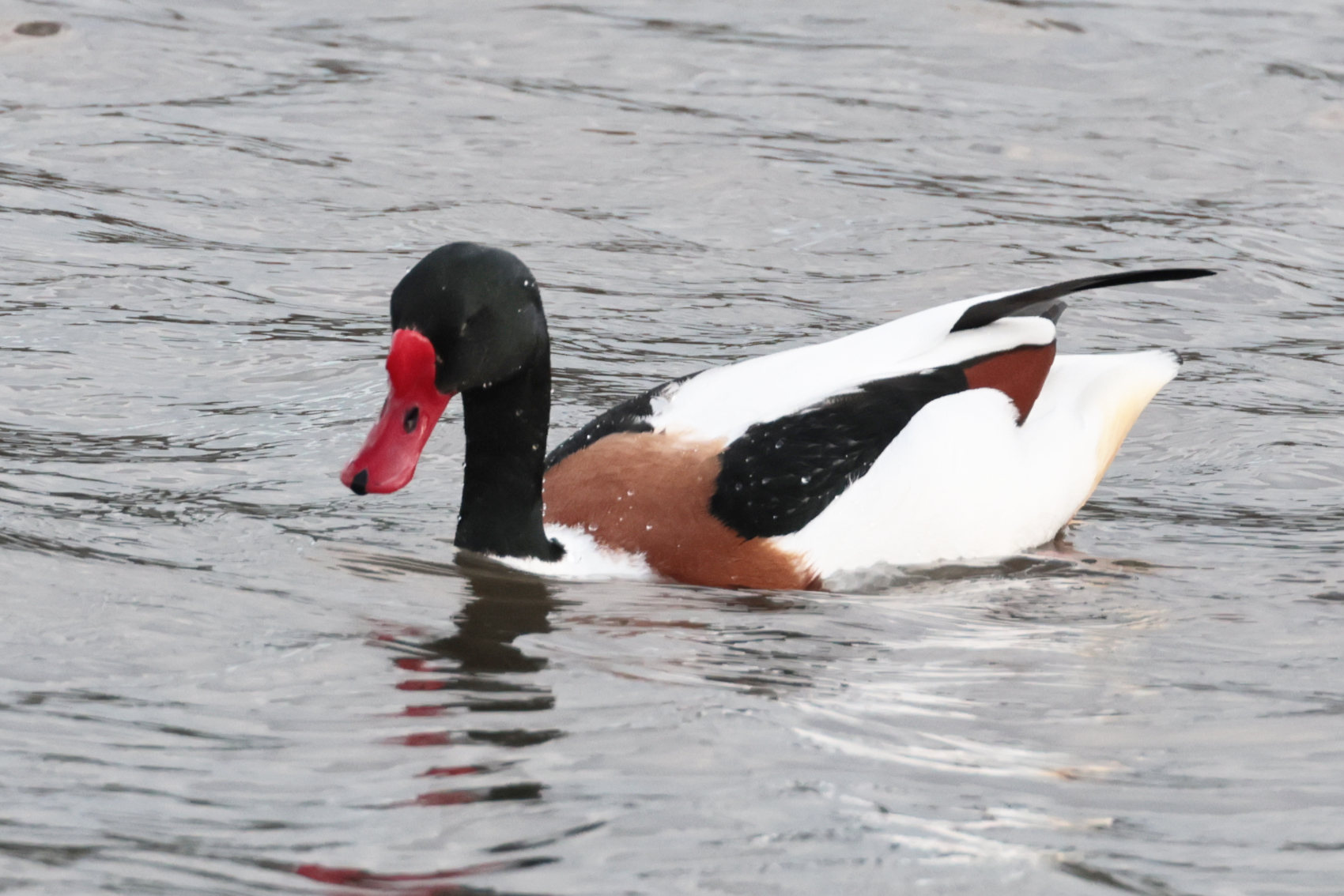 Shelduck