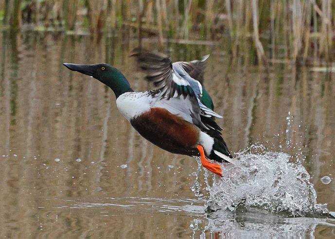 Shoveler