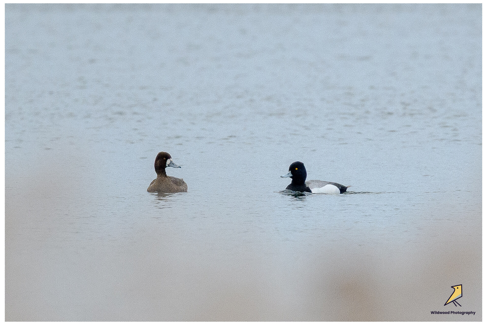 Lesser Scaup