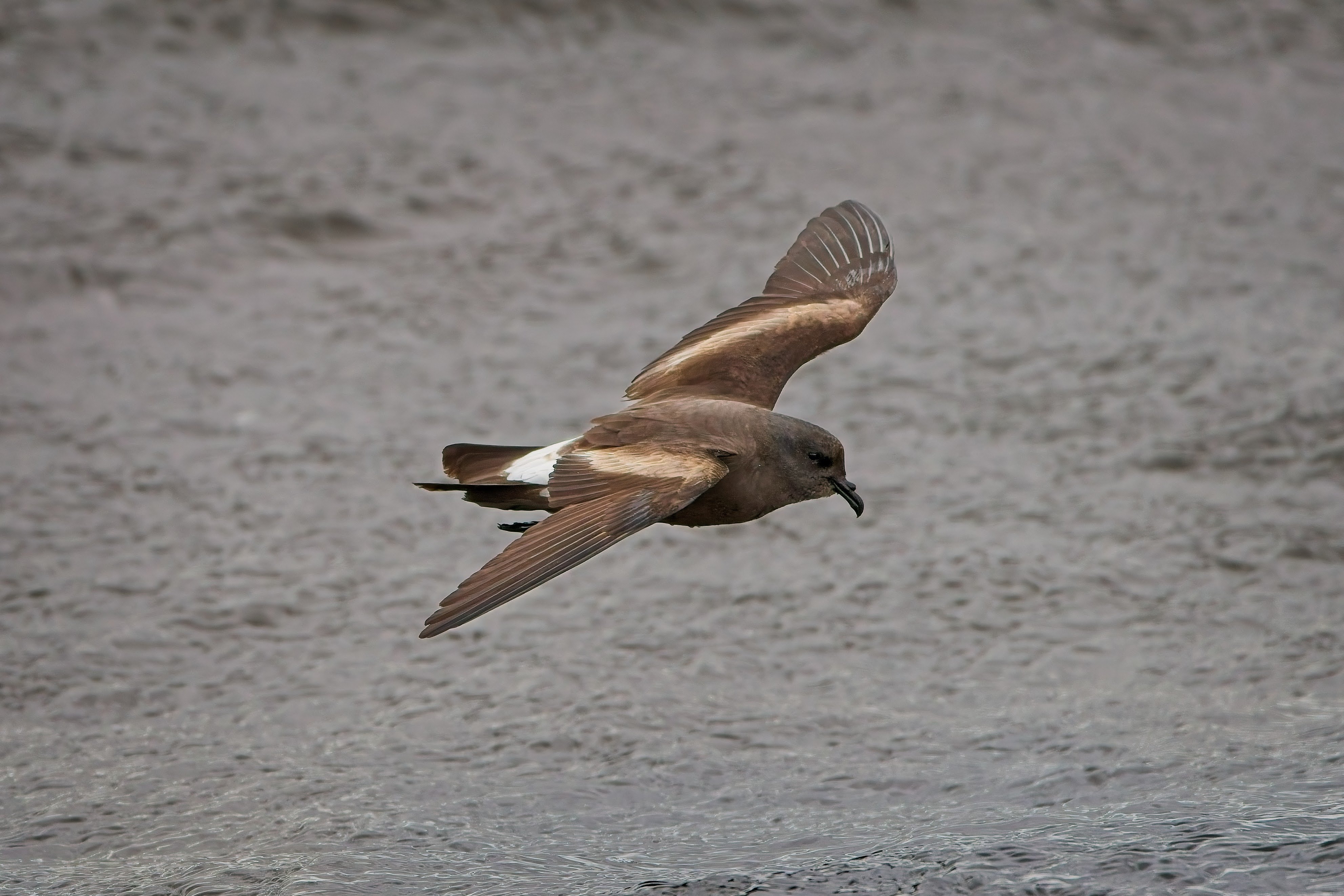 Leach's Petrel