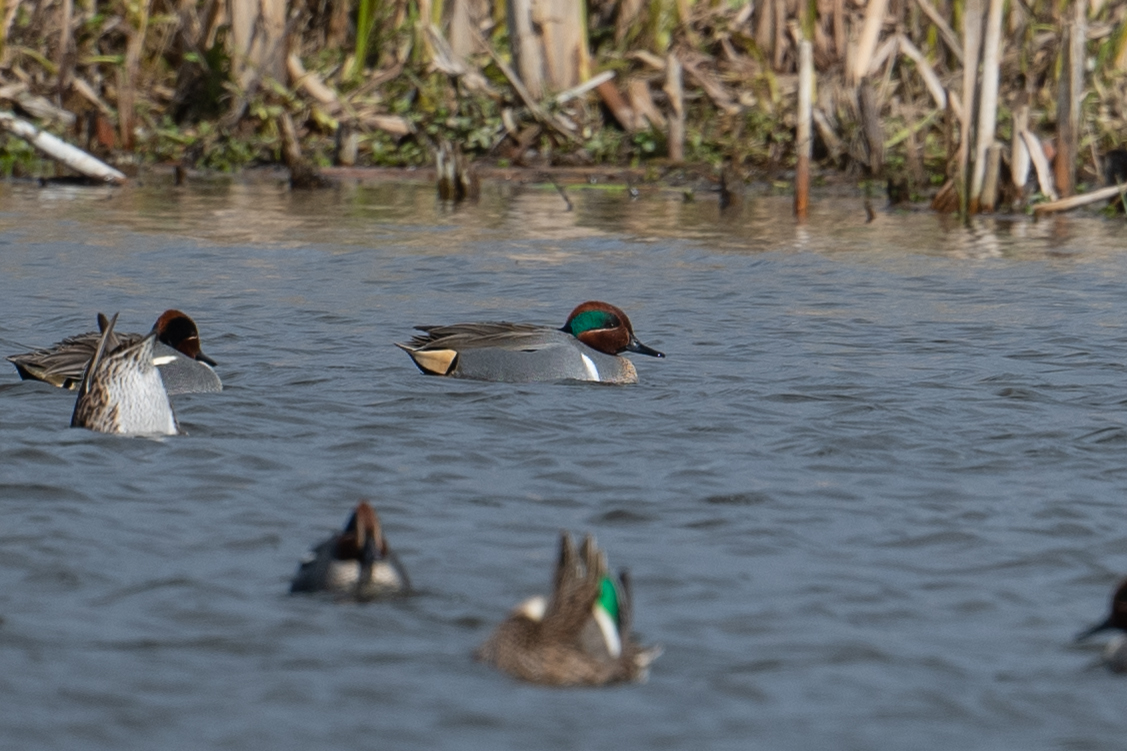 Green-winged Teal