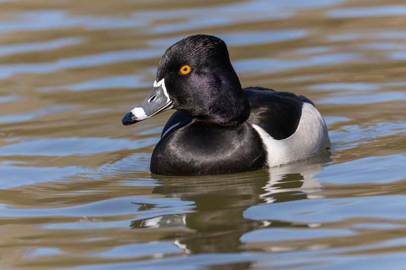 Ring-necked Duck