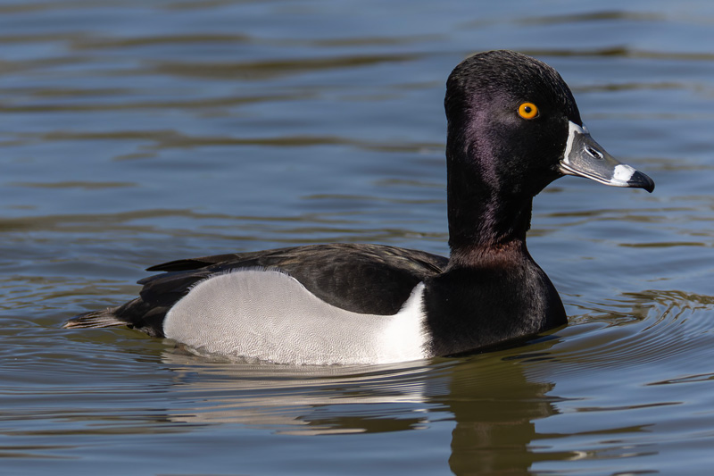 Ring-necked Duck