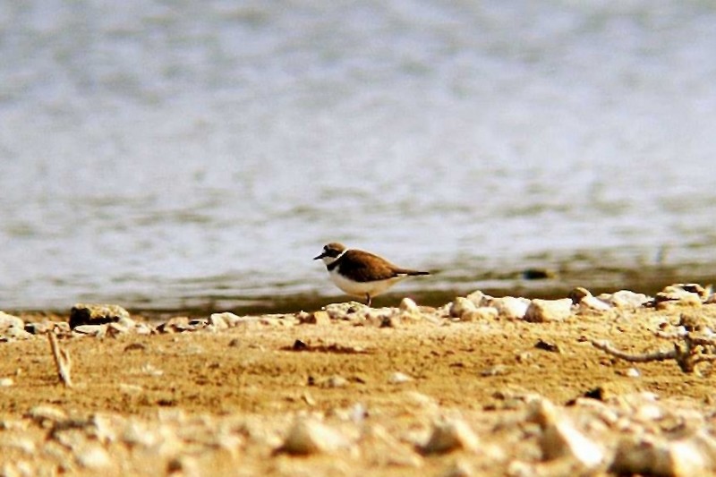 Little Ringed Plover