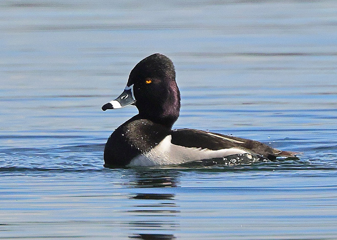 Ring-necked Duck