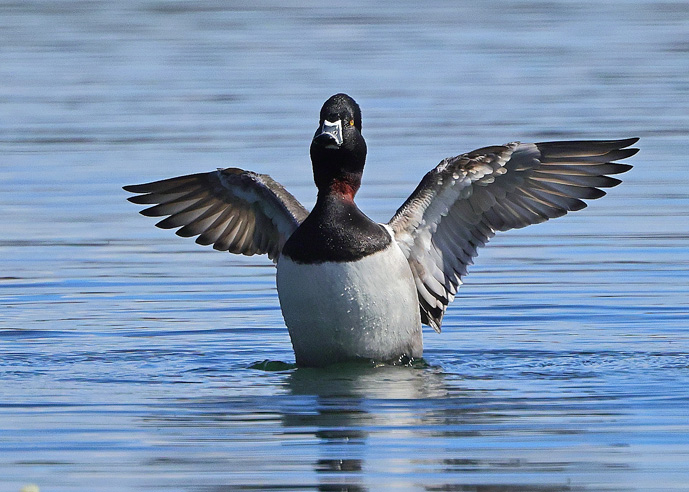Ring-necked Duck