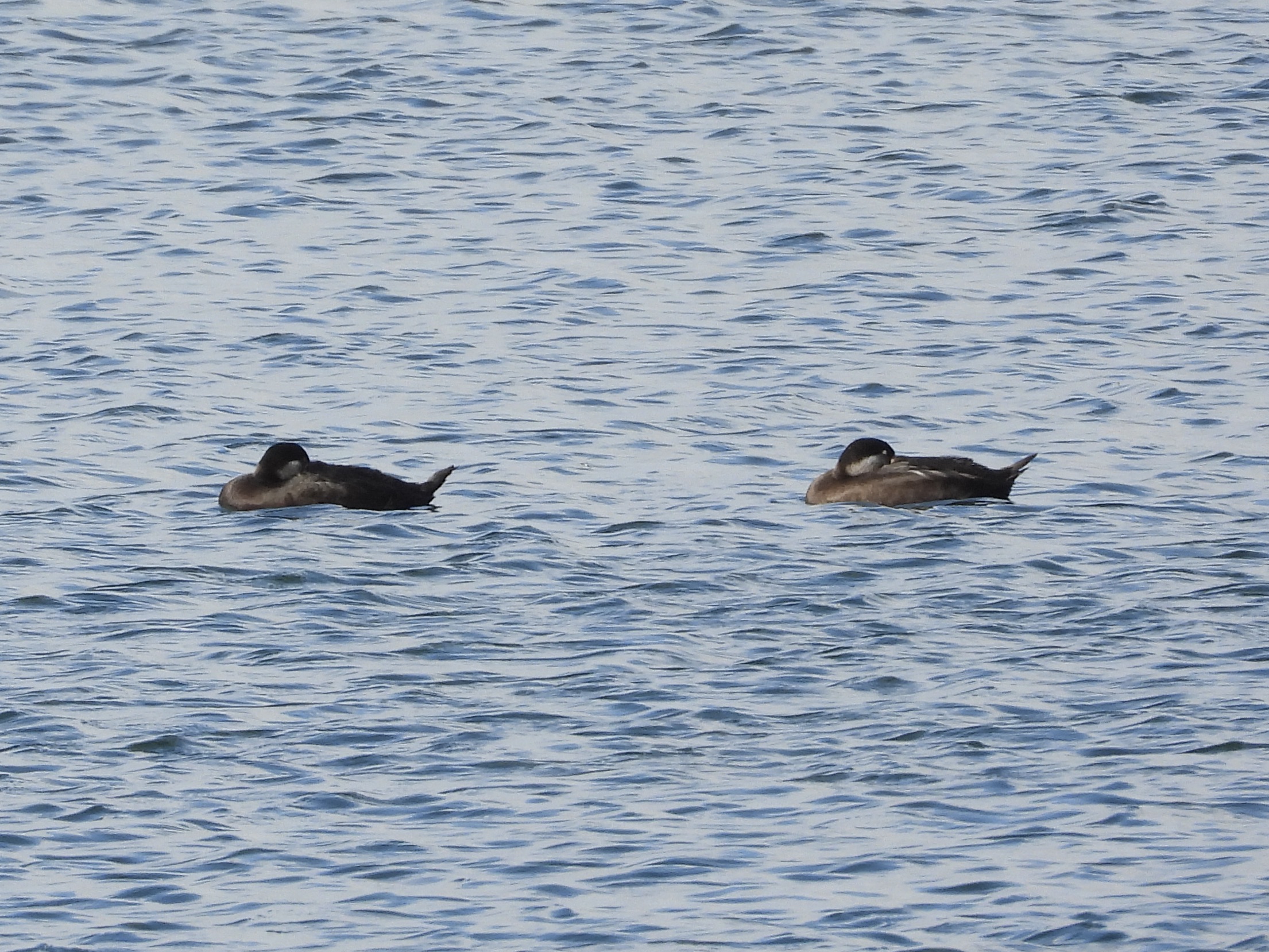 Common Scoter