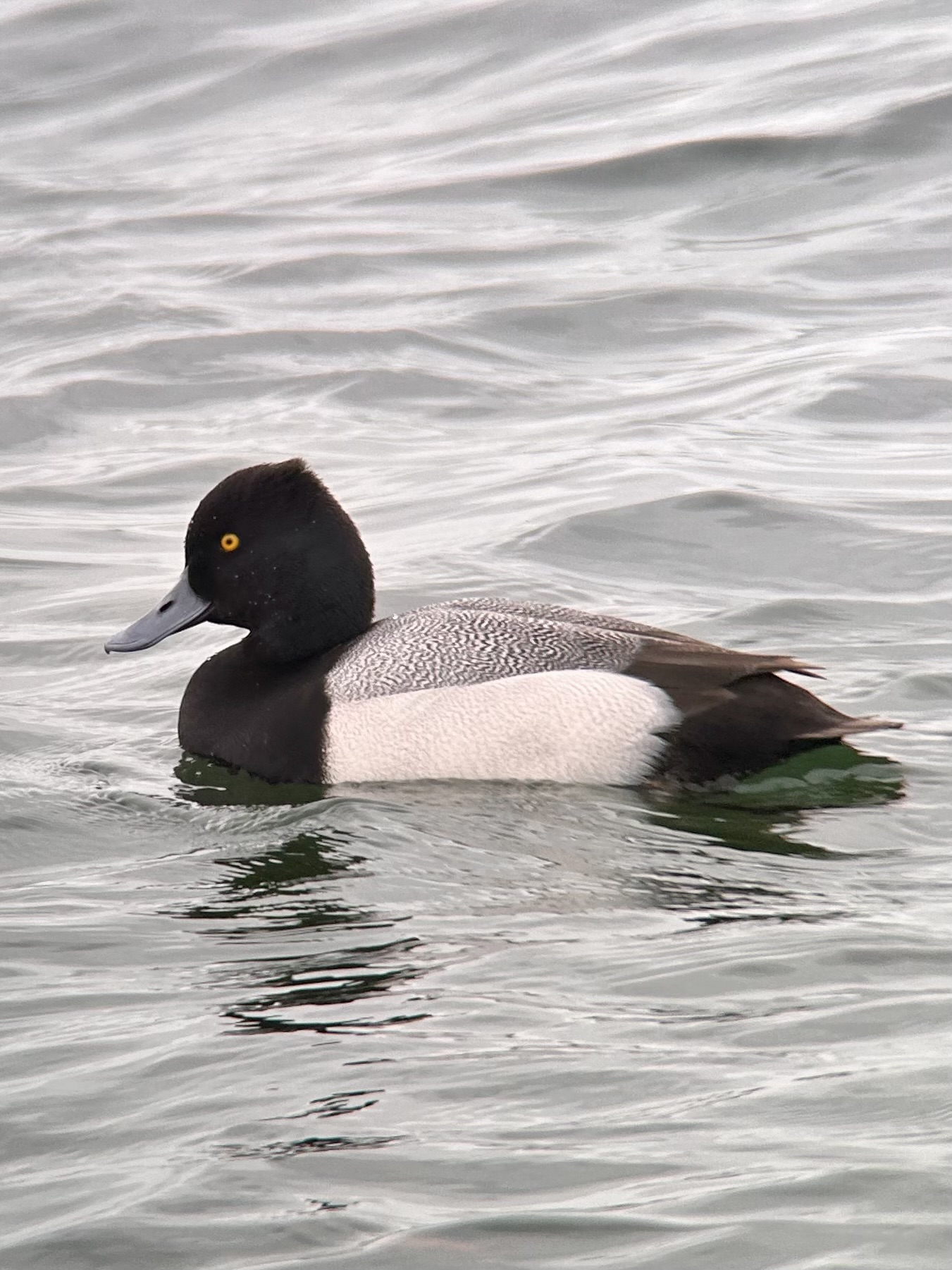 Lesser Scaup