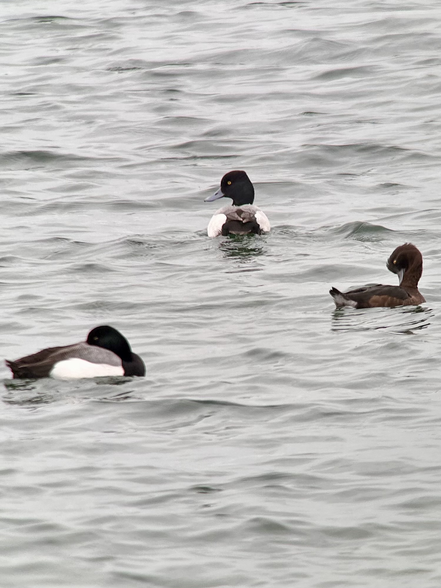Lesser Scaup