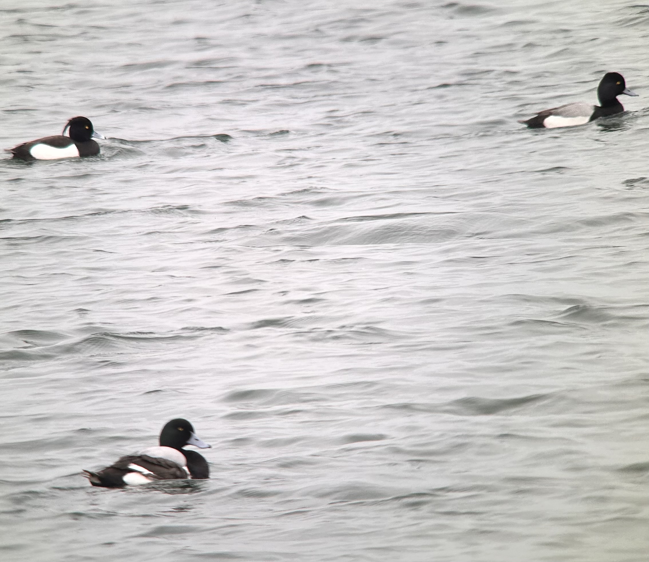 Lesser Scaup