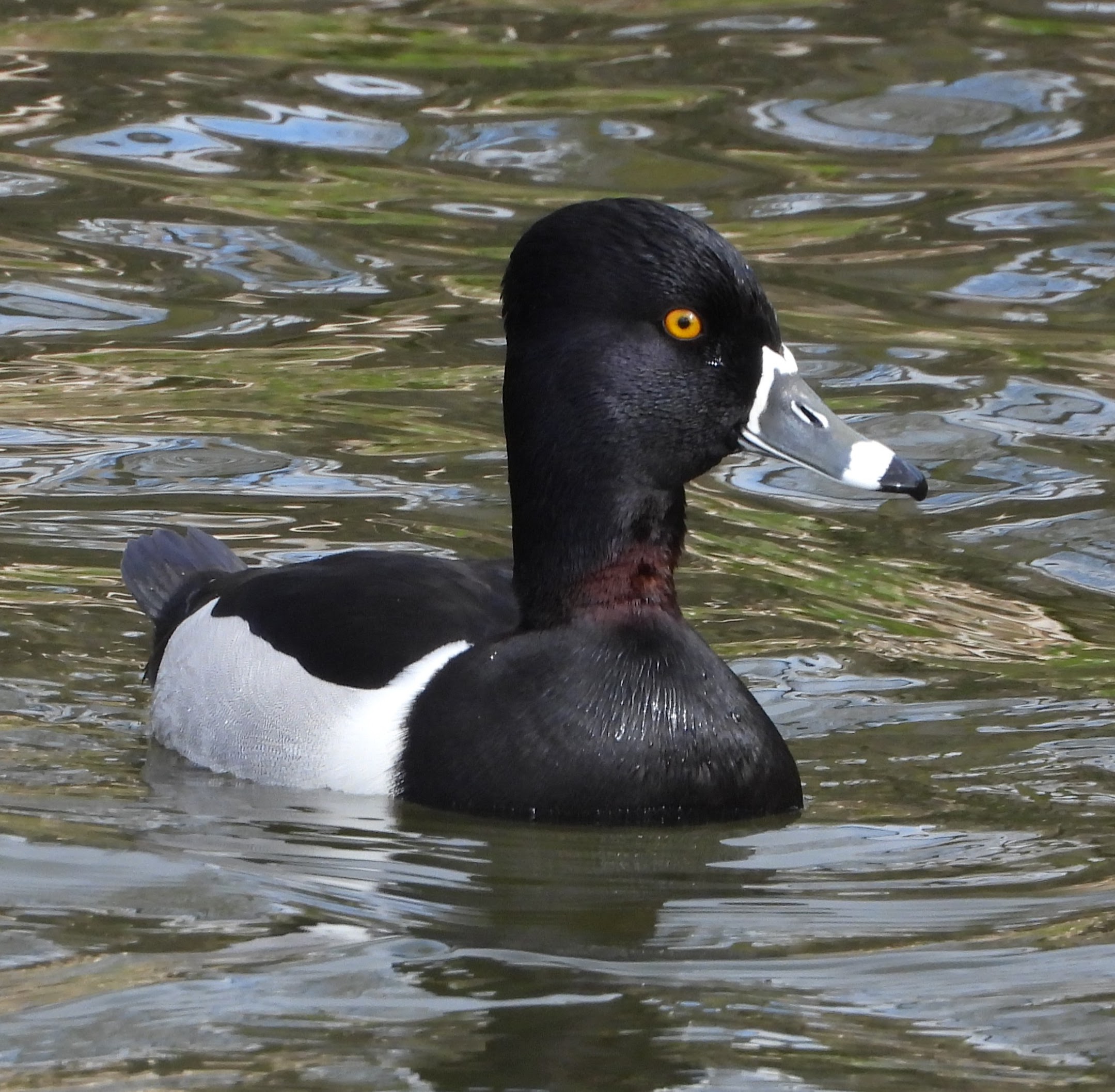 Ring-necked Duck