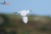 Little Egret
