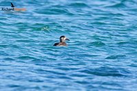 Surf Scoter