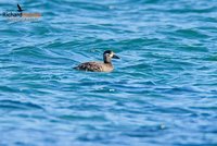 Surf Scoter