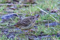 Chestnut Bunting