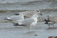 Caspian Gull