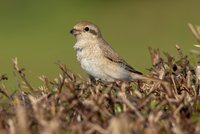 Isabelline Shrike sp