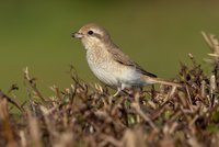 Isabelline Shrike sp