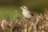 Isabelline Shrike sp