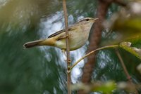 Radde's Warbler