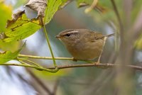 Radde's Warbler