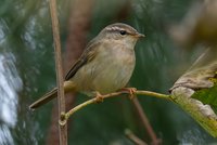 Radde's Warbler