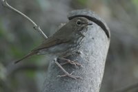 Rufous-tailed Robin