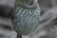 Rufous-tailed Robin