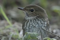 Rufous-tailed Robin