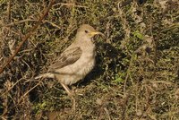 Rose-coloured Starling