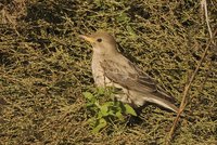 Rose-coloured Starling