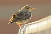 Rose-coloured Starling