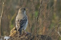 Rose-coloured Starling