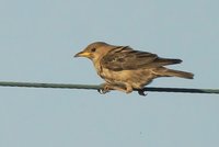 Rose-coloured Starling