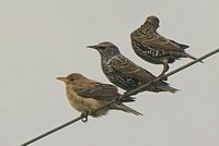 Rose-coloured Starling