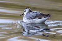 Grey Phalarope
